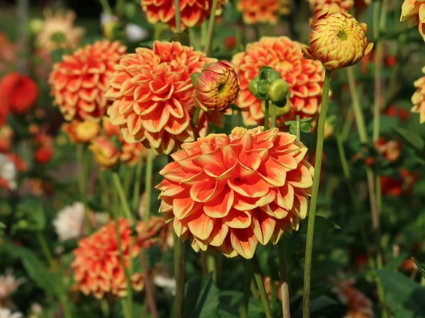 Créez un Espace de Jeu Familial Enchanteur à Domicile pour Émerveiller vos Enfants